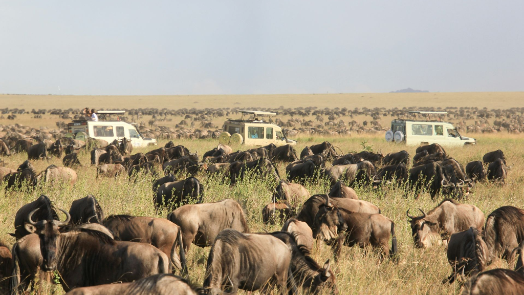 7 Day Luxury African Safari