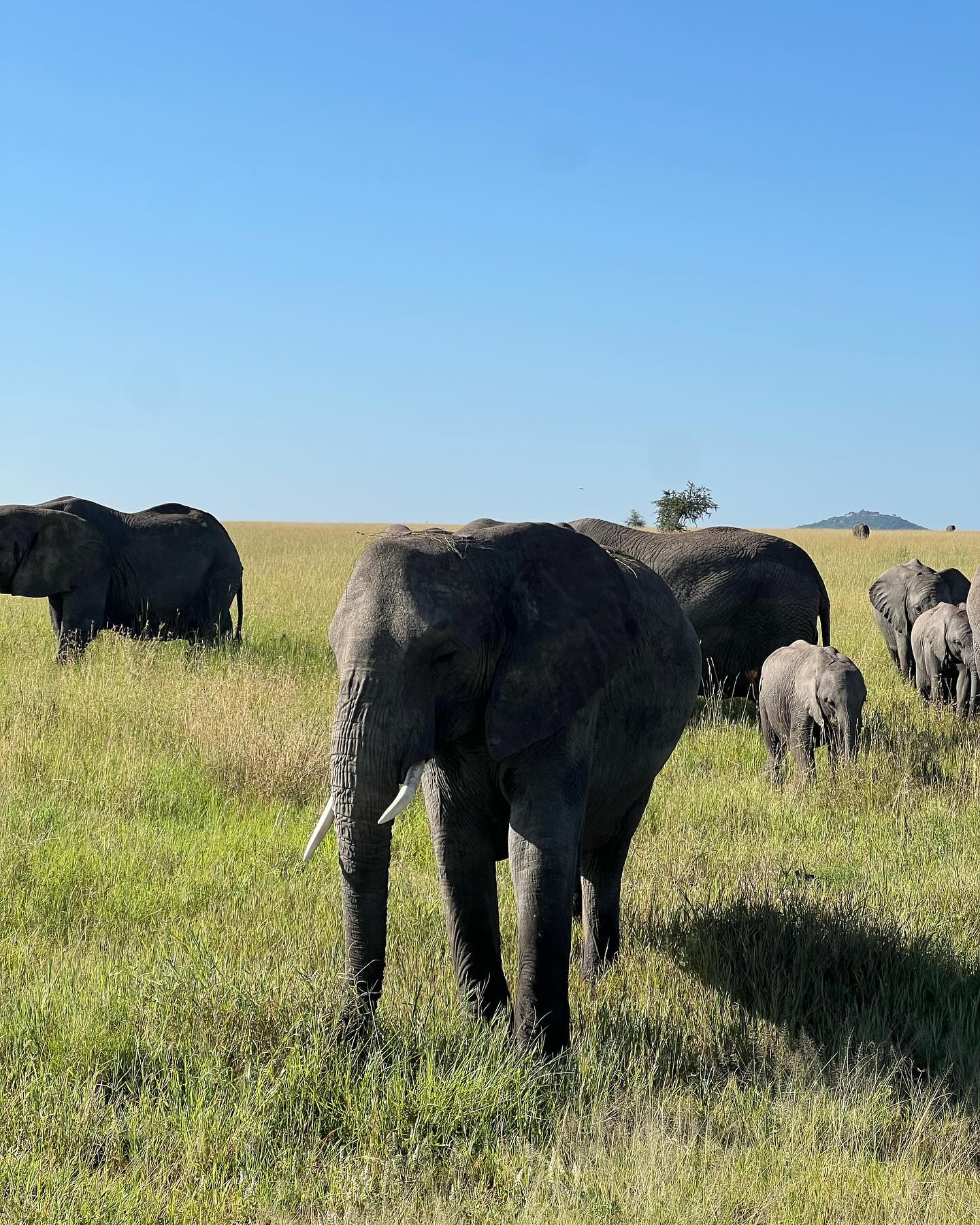 Luxury Tanzania safari