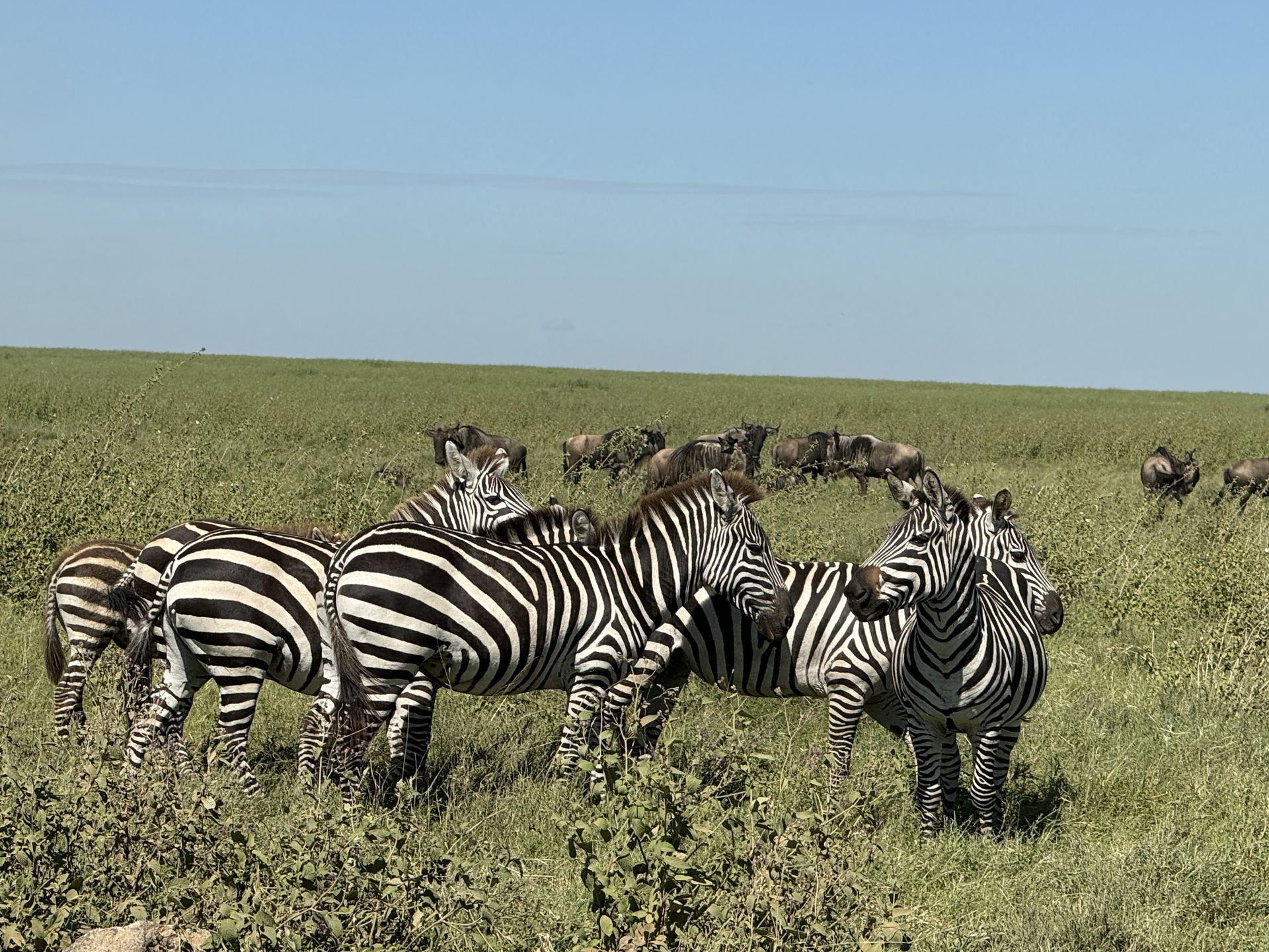 Tanzania safari