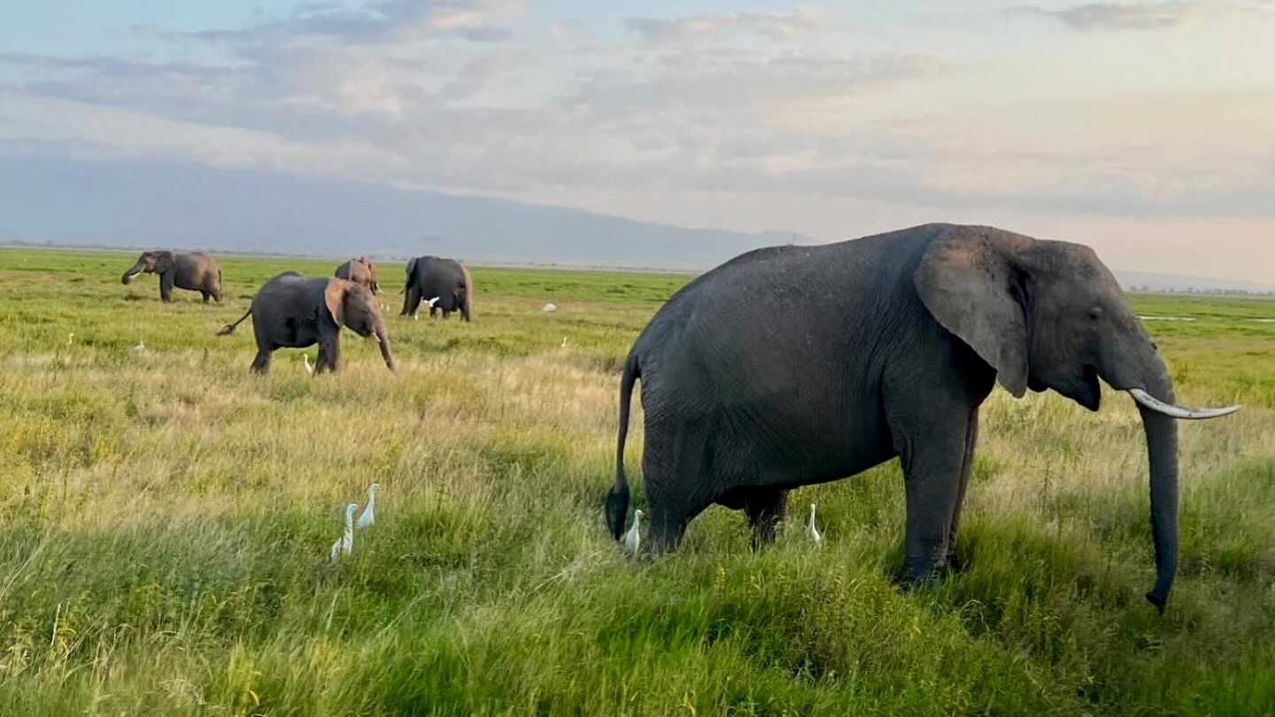 Elephants in Amboseli National Park