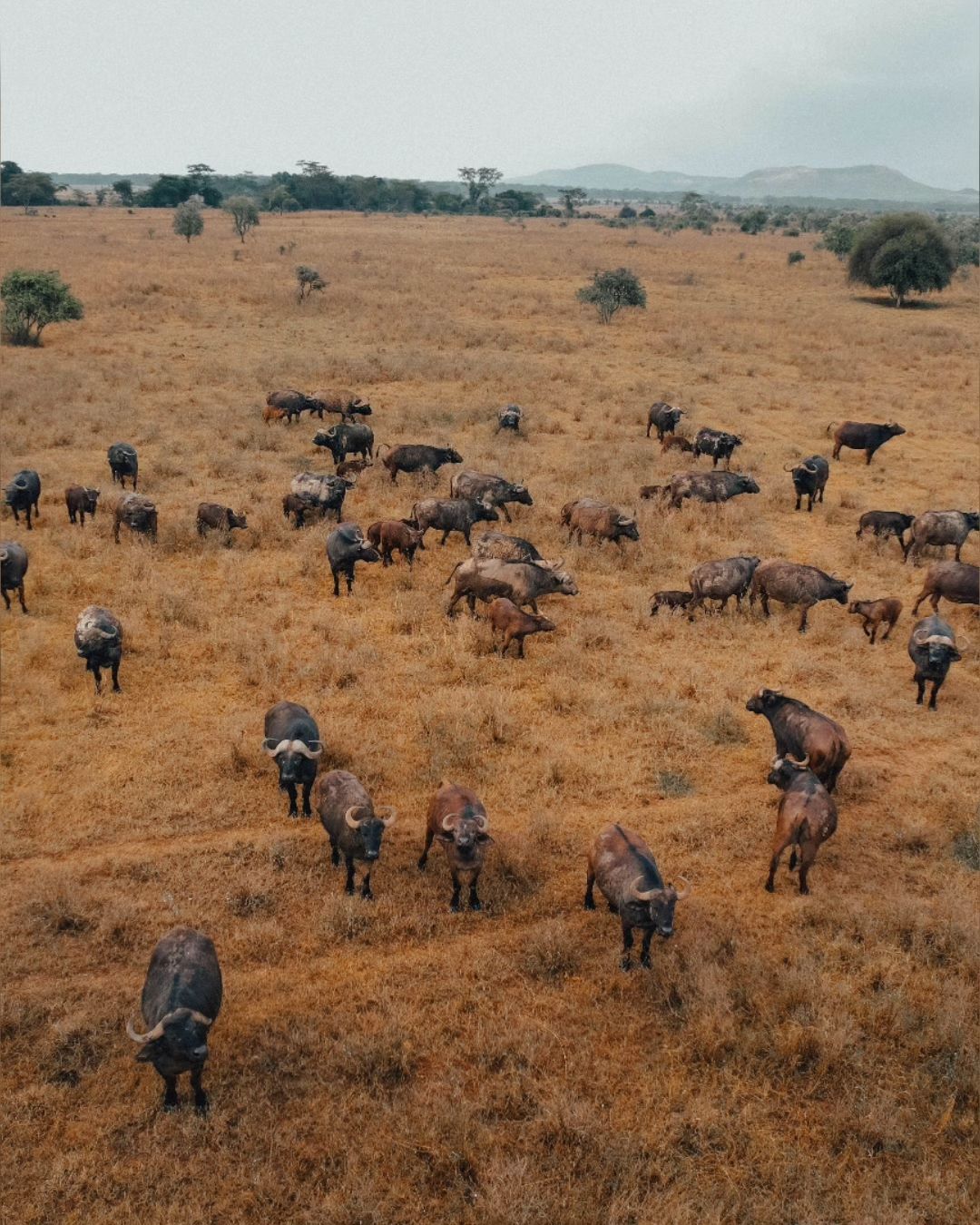 Maasai Mara Wildlife Encounters